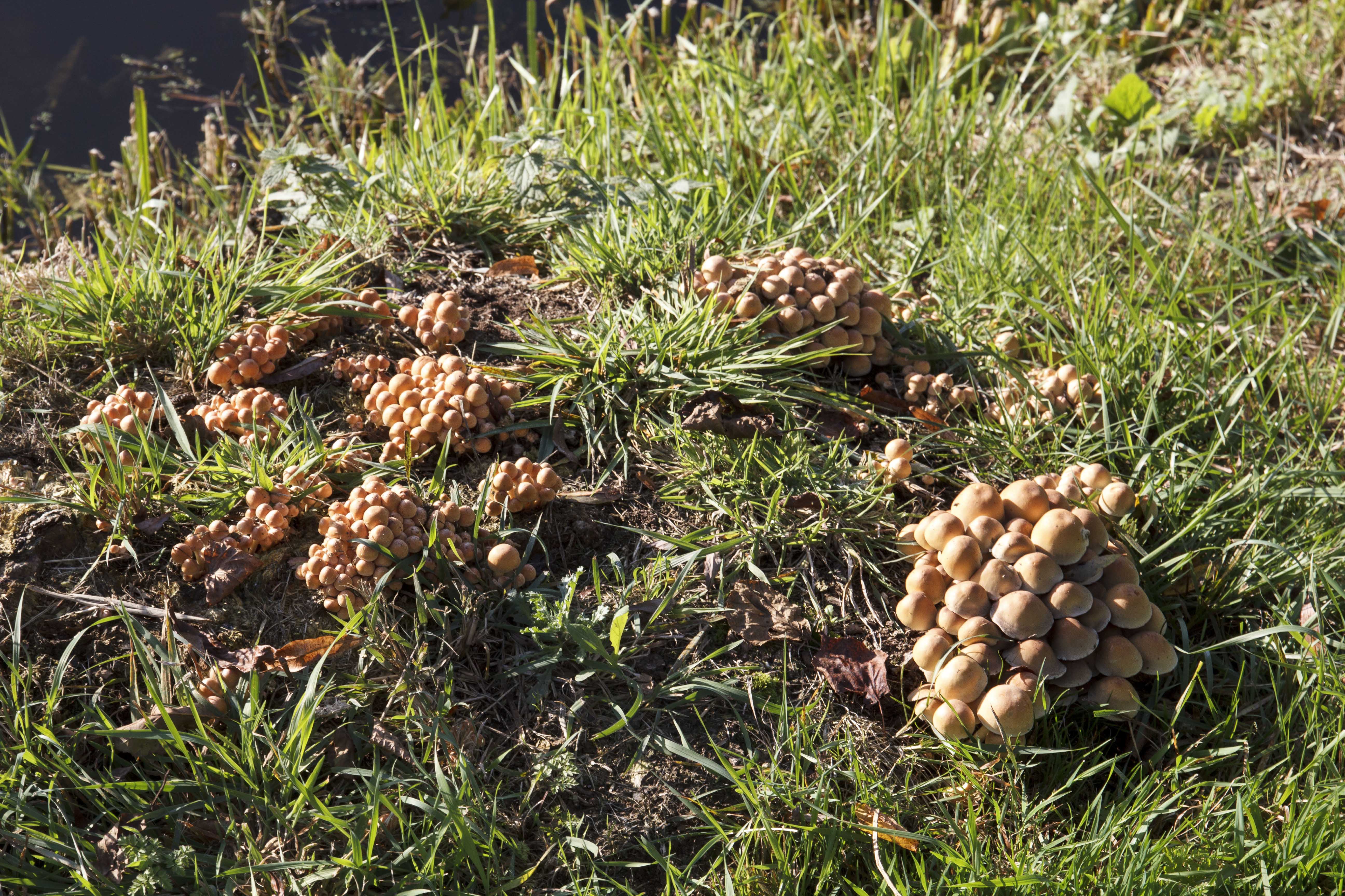 welke paddenstoel is dit